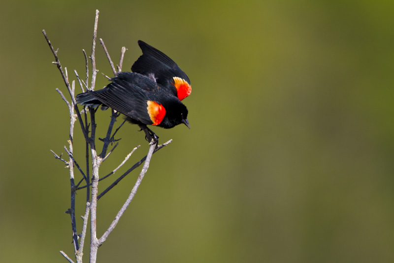 Red-Winged Blackbird